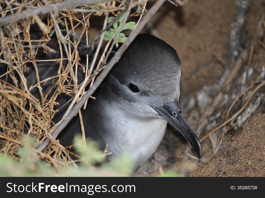Shearwater in the nest. Picture was taken in Hawaii.