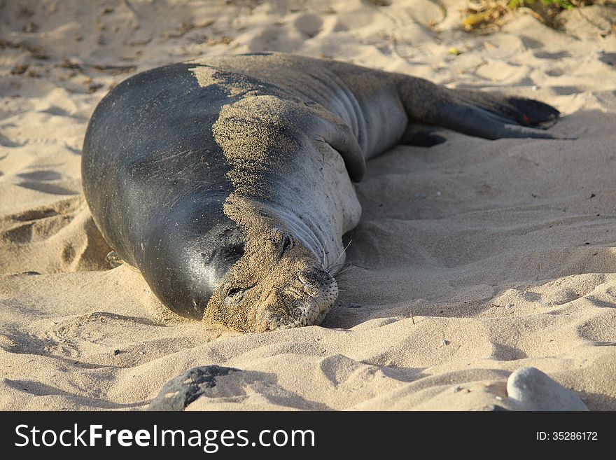 Hawaiian monk seal is resting on the sand