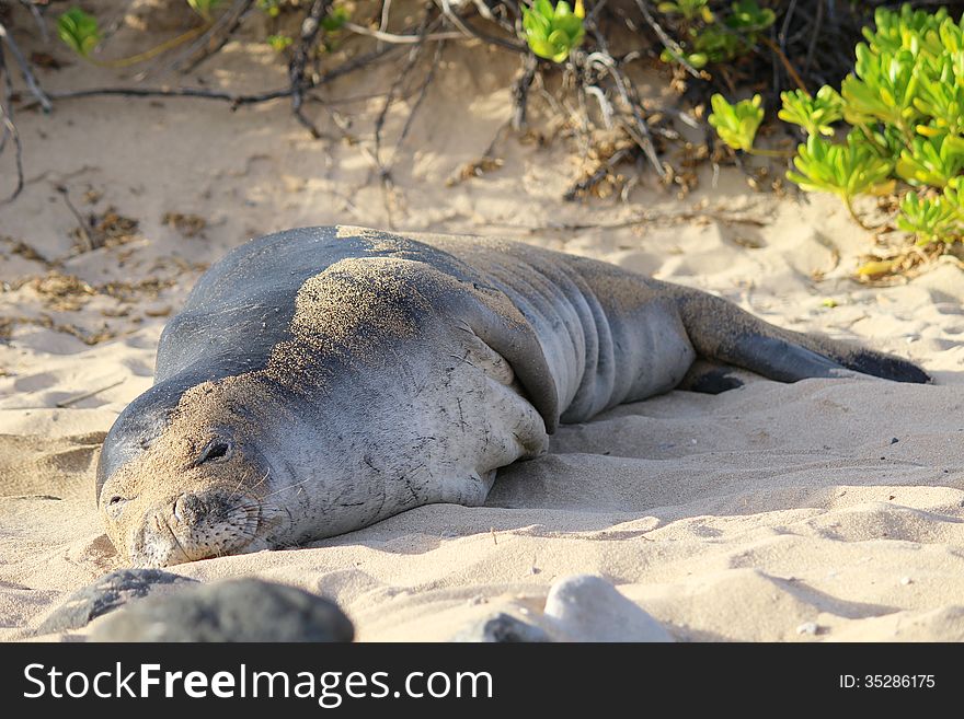 Hawaiian monk seal is resting on the sand