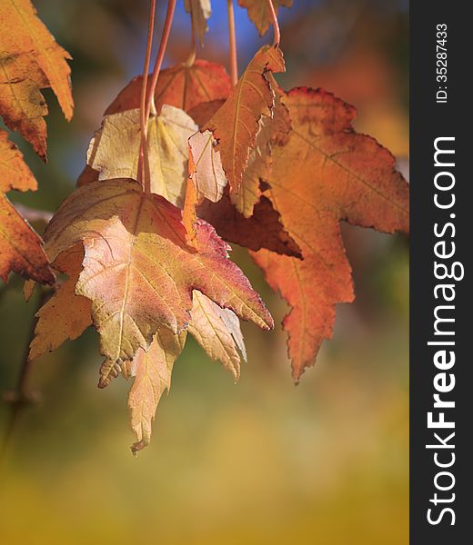 Autumn colored leaves on the blurred background. Autumn colored leaves on the blurred background