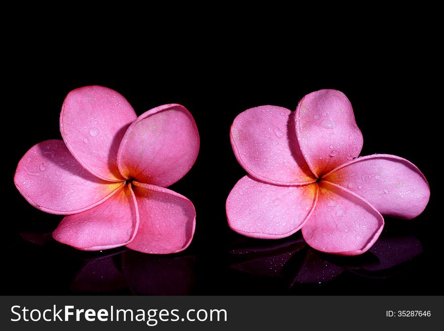 Two red Frangipani on Black Background
