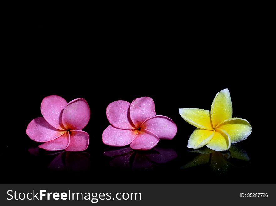 Three fresh Frangipani on Black Background