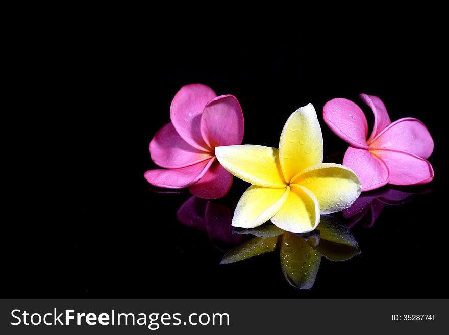 Three fresh Frangipani on Black Background