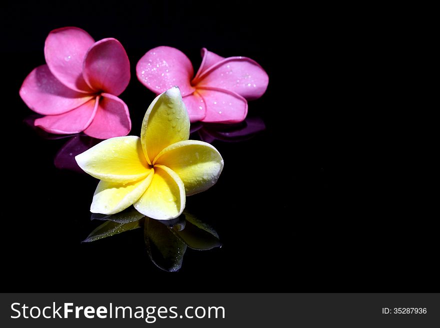 Three fresh Frangipani on Black Background