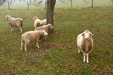 Sheep Royalty Free Stock Images Sheep Royalty Free Stock Images