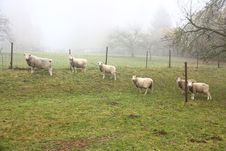 Sheep Stock Photos Sheep Stock Photos
