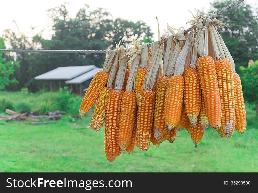 Corn Group On Natural Background