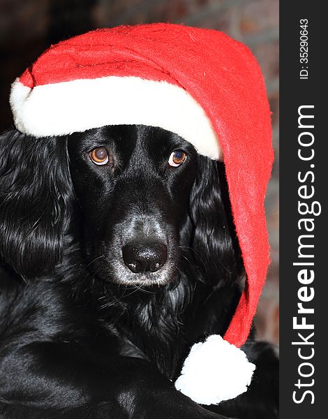 Border Collie cross Spaniel with red and white Christmas hat looking rather shy. Border Collie cross Spaniel with red and white Christmas hat looking rather shy