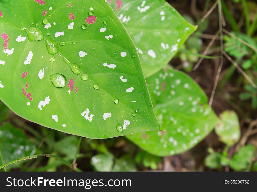 Green lotus or corbel background and fresh water drop on soft light. Green lotus or corbel background and fresh water drop on soft light.