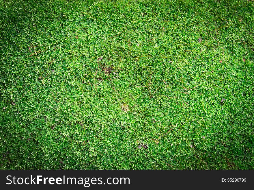 Green moss or algae background on dark corner and soft light. Green moss or algae background on dark corner and soft light.