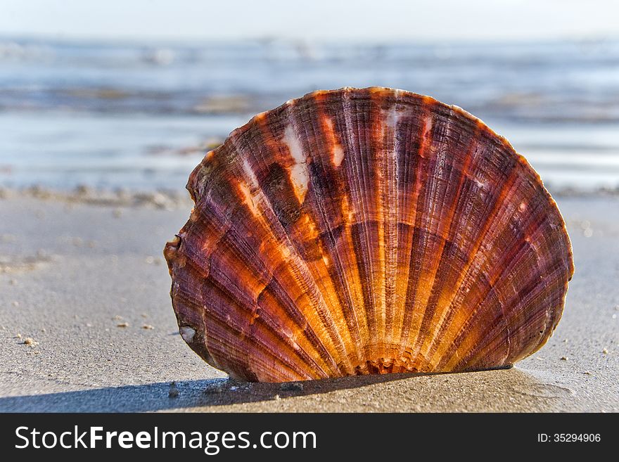 Scallop shell found on the beach .. used the sun to back-light it. Scallop shell found on the beach .. used the sun to back-light it.