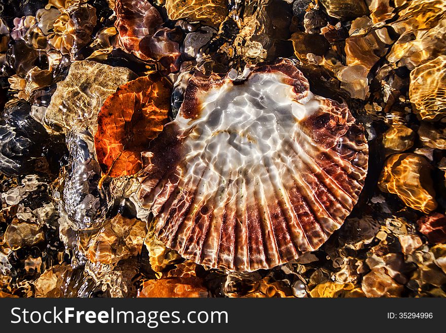 Scallop shell at the mouth of the river Lym with the sunlight playing across the water.