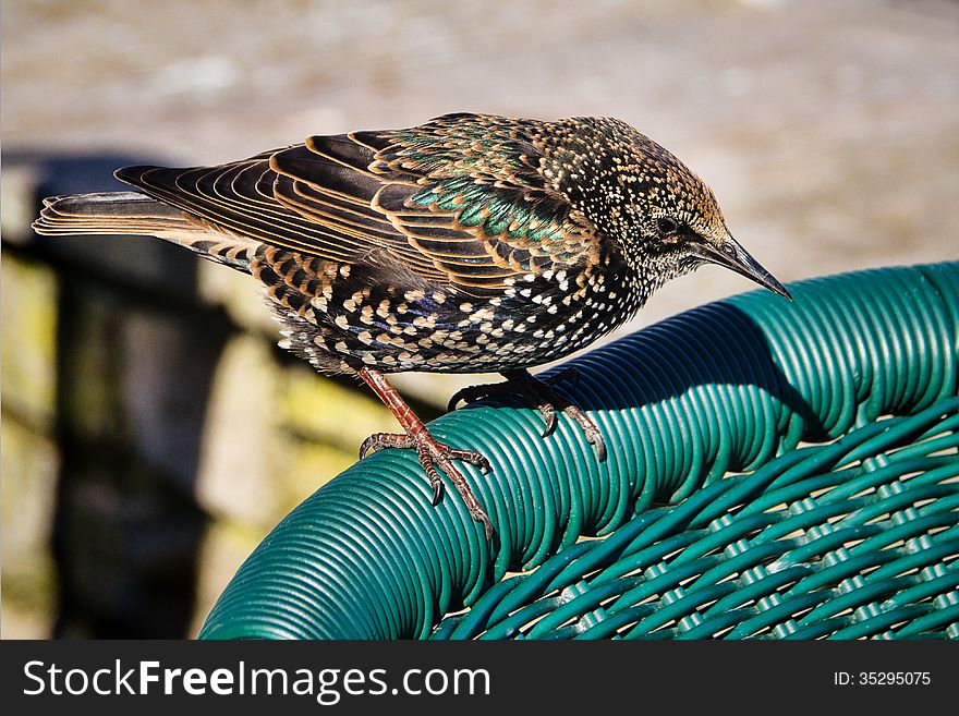 A friendly little starling waits to share my lunch â€¦ I like how his feathers seem to match the chair colour. A friendly little starling waits to share my lunch â€¦ I like how his feathers seem to match the chair colour.