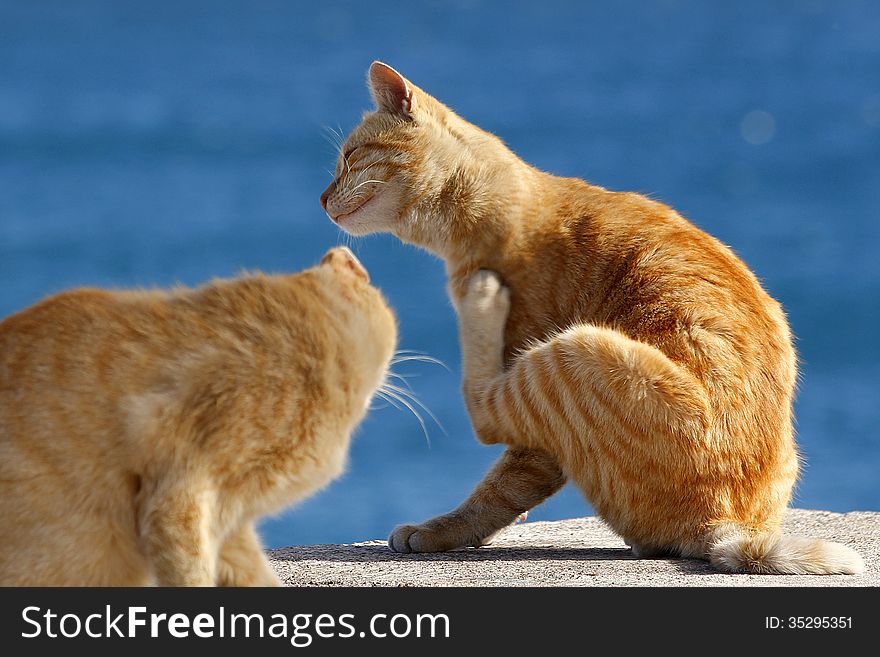 Two domestic cats, scratching in a sea promenade