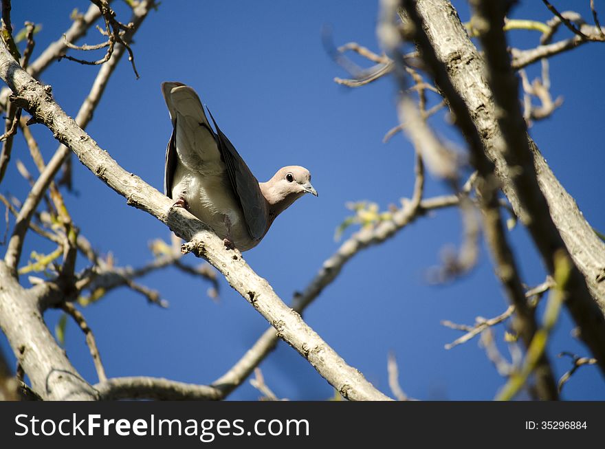 A grey dove / pigeon sitting on a branch. A grey dove / pigeon sitting on a branch