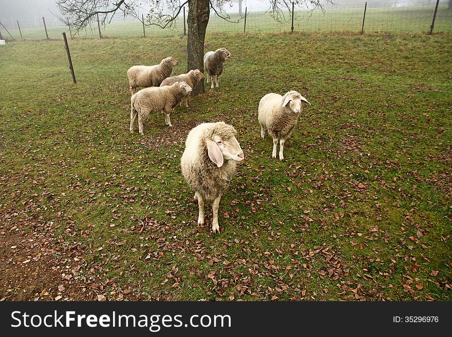 Herd a few sheep on green grass