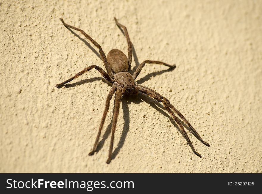 Rain Spider or Huntsman spider