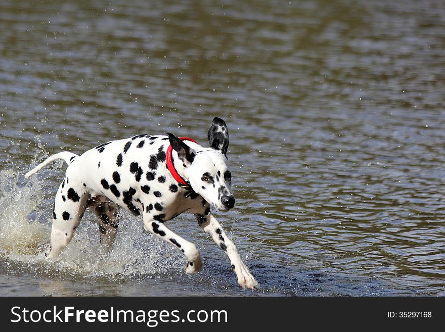 Dalmatian running in the water