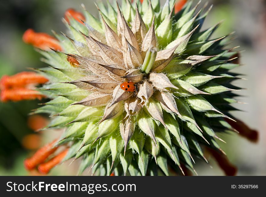 A Ladybird on a Lion's ear flower. A Ladybird on a Lion's ear flower