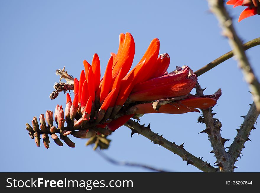 Bright orange coral tree flower