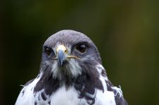 Peregrine Falcon Royalty Free Stock Image Peregrine Falcon Royalty Free Stock Image