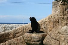Fur Seal Royalty Free Stock Photo