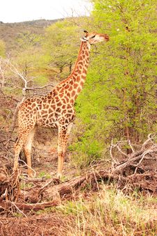 Giraffe Feeding On Acasia Tree Stock Photos Giraffe Feeding On Acasia Tree Stock Photos