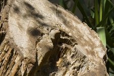 Cut Tree Trunk - Save Trees Stock Photo Cut Tree Trunk - Save Trees Stock Photo