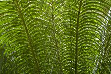 Abstract: Green Leaves Stock Photos Abstract: Green Leaves Stock Photos