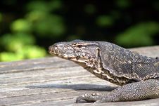 Water Monitor Lizard On Wood Stock Images