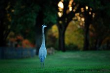 Great Blue Heron Stock Photography