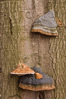 Mushrooms Royalty Free Stock Image Mushrooms Royalty Free Stock Image