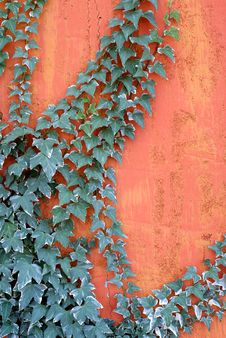 Climbing Ivy Stock Image Climbing Ivy Stock Image