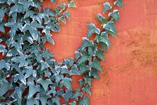 Climbing Ivy Royalty Free Stock Images Climbing Ivy Royalty Free Stock Images
