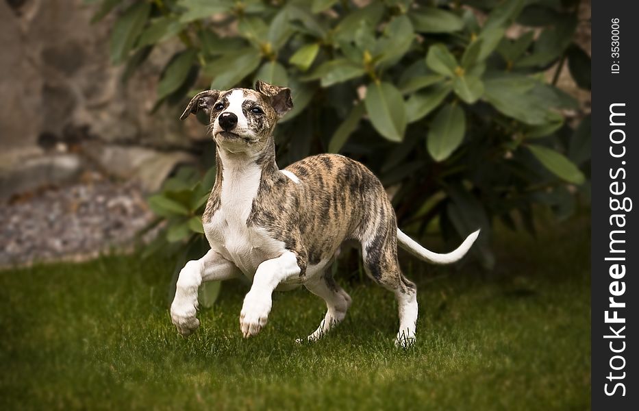 The brindle whippet puppy running. The brindle whippet puppy running