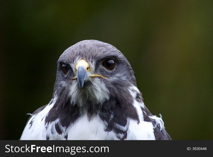 Peregrine falcon portrait close up.