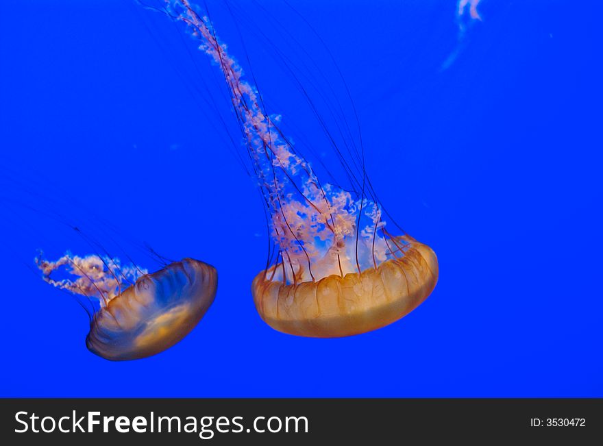 Jellyfish in an aquarium with deep saturated orange glow and nice flat background. Jellyfish in an aquarium with deep saturated orange glow and nice flat background.