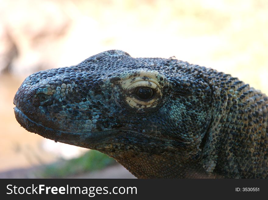 Closeup of a Komodo Dragon at the zoo.