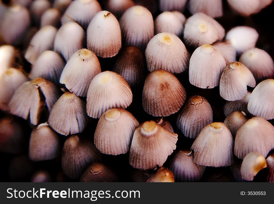 Abstract of many mushrooms growing in a dense pack with nice warm tones and color. Abstract of many mushrooms growing in a dense pack with nice warm tones and color.