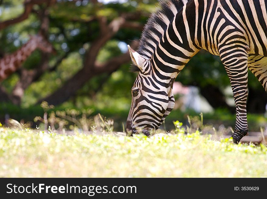 Zebra grazing on some grass in the African savannah wih a giraffe visible in the background.