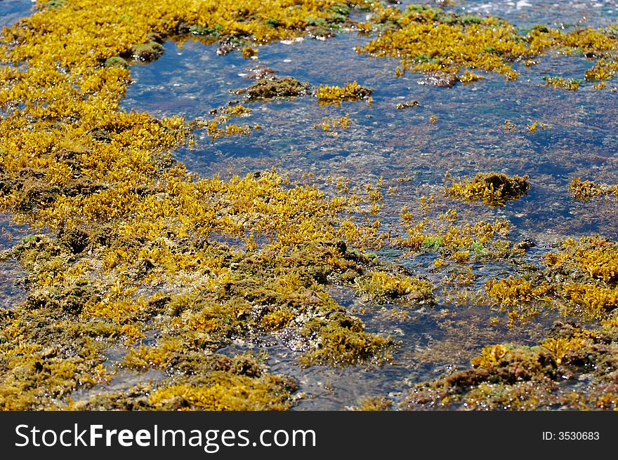 The shoreline along the west coast of O'ahu, Hawaii showing seaweed in a tidepool. The shoreline along the west coast of O'ahu, Hawaii showing seaweed in a tidepool.