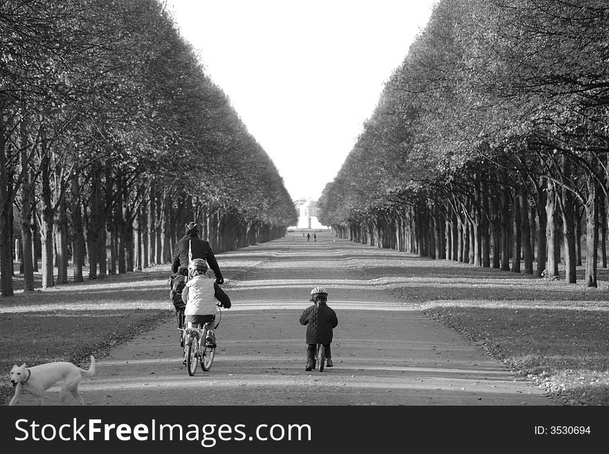 Avenue Of Trees