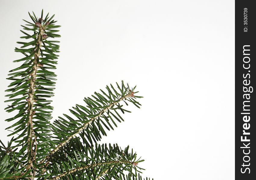 Christmas tree on the white background. Christmas tree on the white background