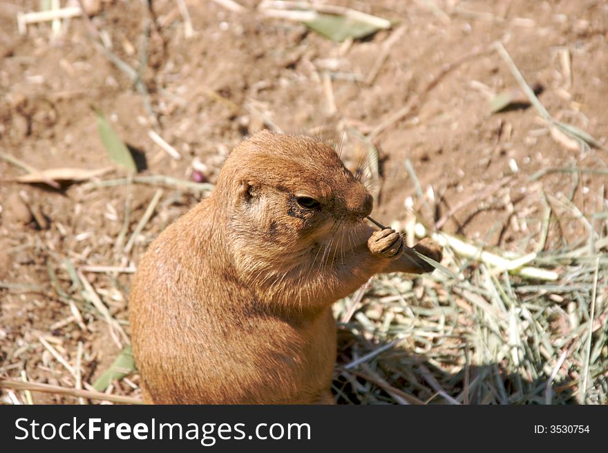 Prairie dog eating grass while standing on hind legs in dirt.