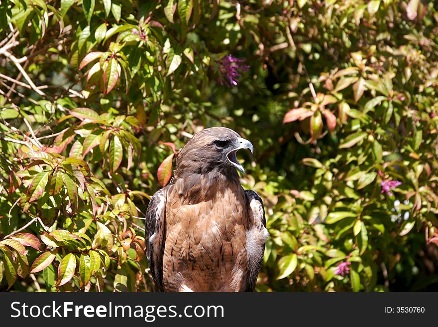 Harris hawk with an open beak at the zoo.