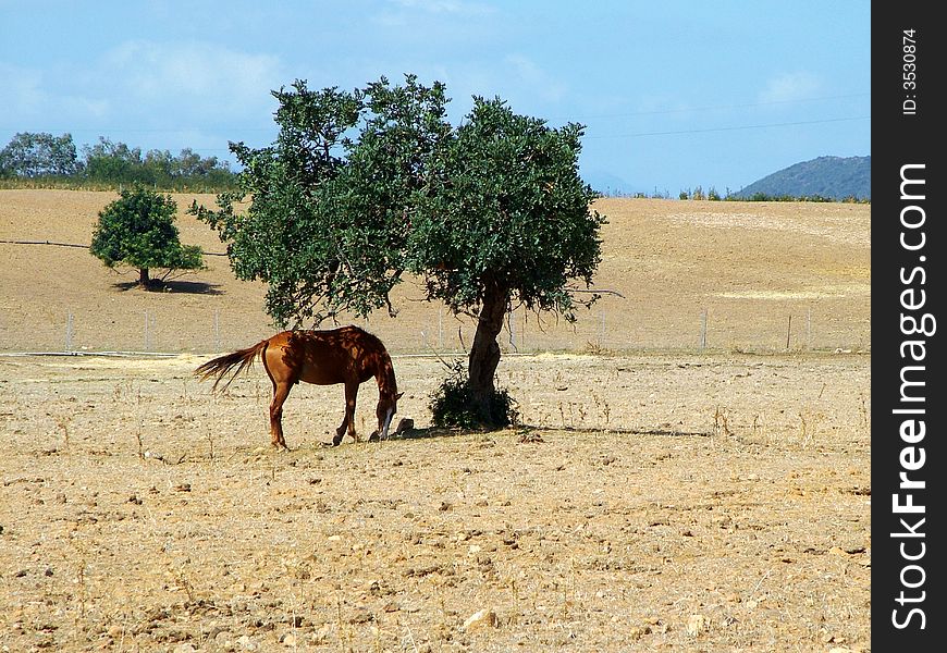 Horse Under Olive S Tree