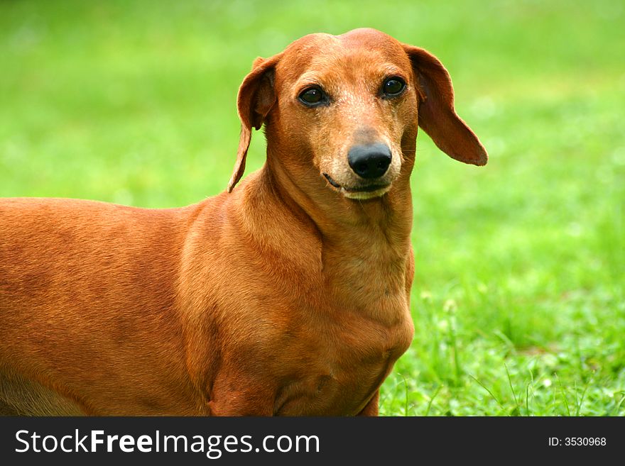 Mature brown dachshund standing outside in the grass