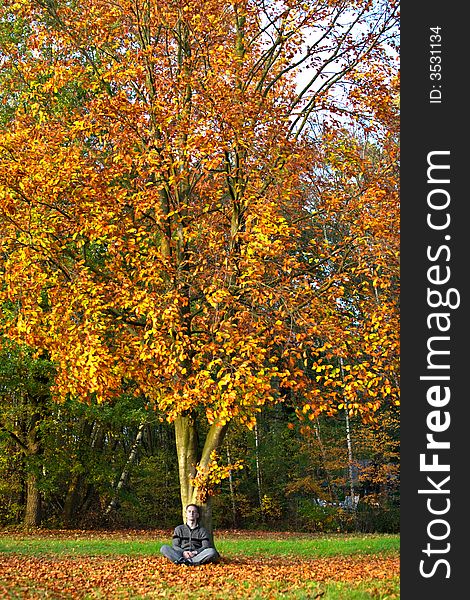 Colors of a autumn tree. Colors of a autumn tree