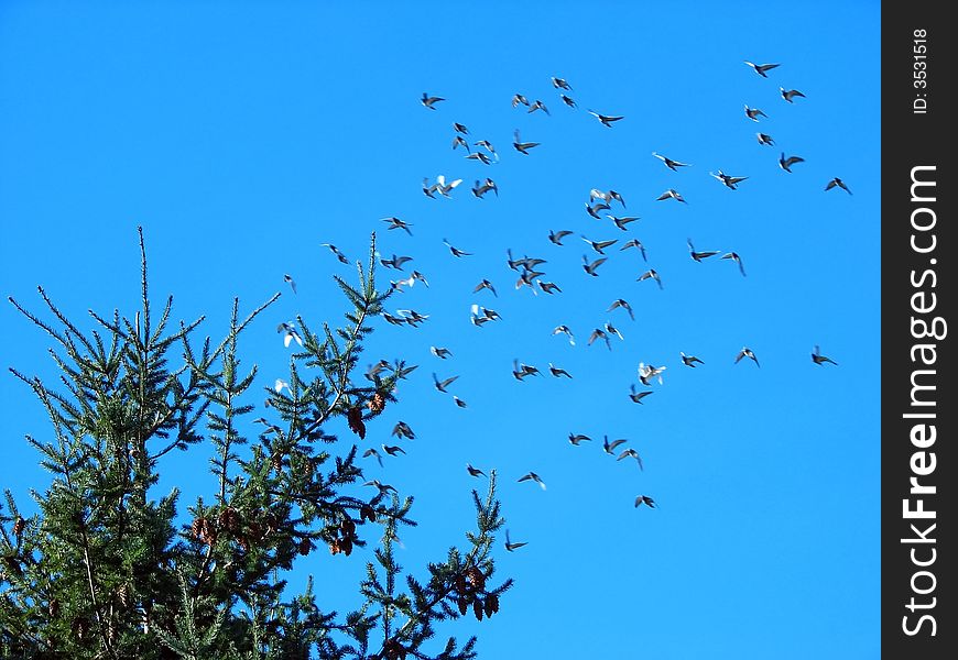 Image from animals series: flying pigeons and spruce