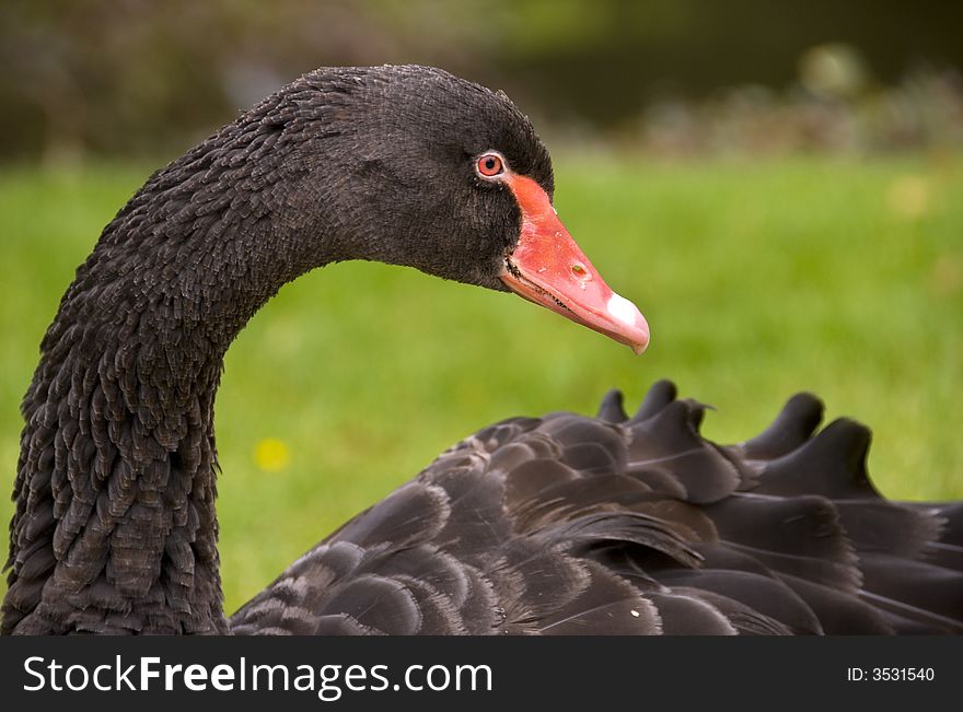 A black swan in the park